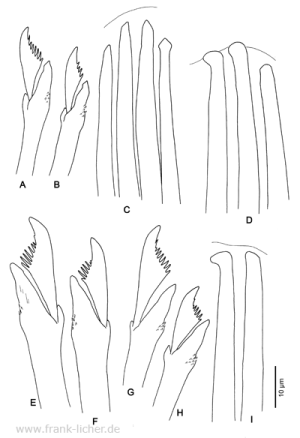 Abb. 94: Typosyllis adamanteus (Treadwell, 1914)