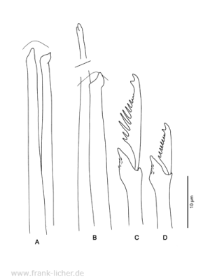 Abb. 41: Typosyllis heronislandensis Hartmann-Schröder, 1991