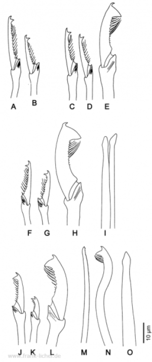 Abb. 83: Typosyllis magnipectinis (Storch, 1967)