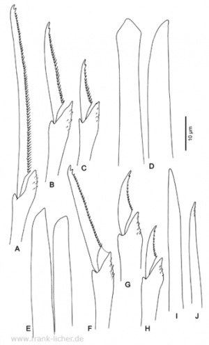 Abb. 106: Typosyllis alternata (Moore, 1908)