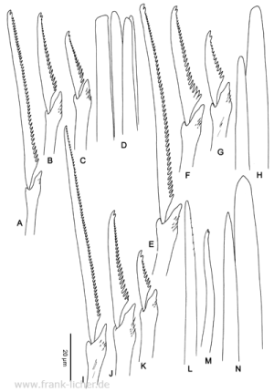 Abb. 28: Typosyllis cornuta (Rathke, 1843)