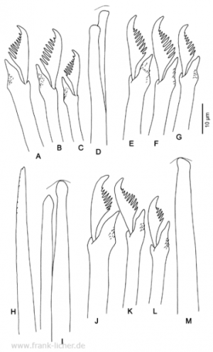 Abb. 95: Typosyllis dayi Hartmann-Schröder, 1974