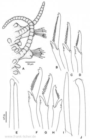 Abb. 60: Typosyllis microoculata Hartmann-Schröder, 1965