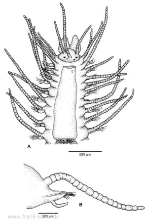 Abb. 27: Typosyllis cornuta (Rathke, 1843)