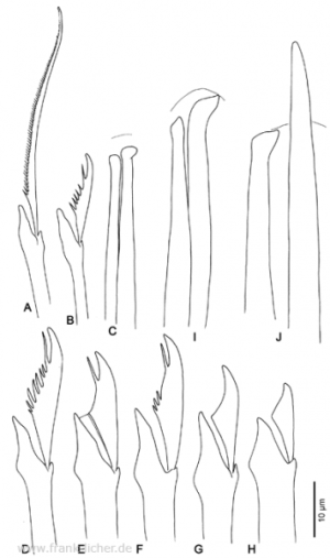 Abb. 111: Typosyllis japonica (Imajima, 1966)