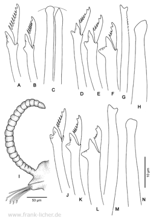 Abb. 53: Typosyllis bifurcata Hartmann-Schröder, 1980