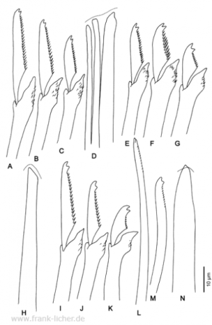Abb. 73: Typosyllis luteoides Hartmann-Schröder, 1962