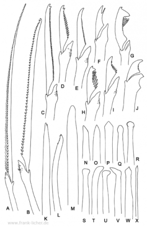 Borstentypen von Typosyllis