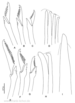 Abb. 44: Typosyllis aciculata Treadwell, 1945