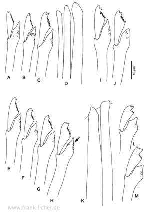 Abb. 72: Typosyllis bifida Hartmann-Schröder, 1986