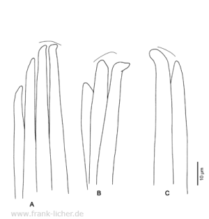 Abb. 50: Typosyllis warrnamboolensis Hartmann-Schröder, 1987