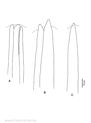 Abb. 104: Typosyllis lunaris Imajima, 1966