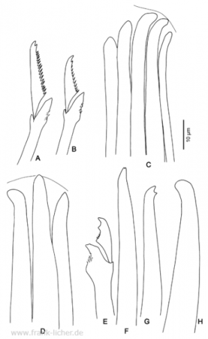 Abb. 55: Typosyllis monilata Imajima, 1966