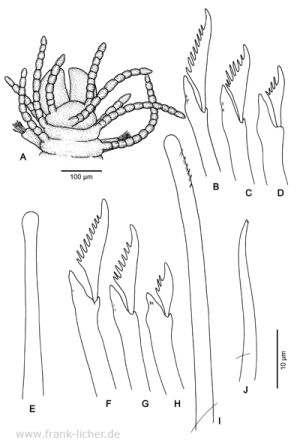 Abb. 107: Typosyllis anoculata Hartmann-Schröder, 1962