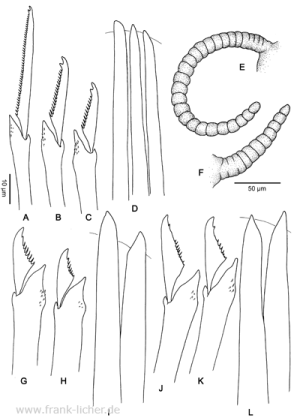 Abb. 86: Typosyllis hyalina (Grube, 1863)