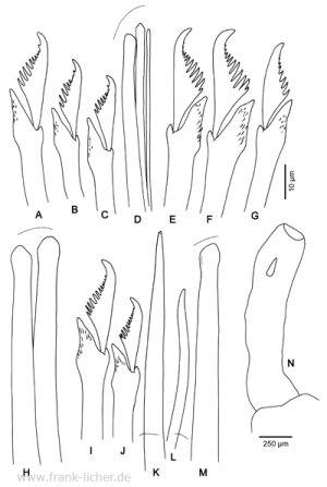 Abb. 97: Typosyllis pectinans (Haswell, 1920)