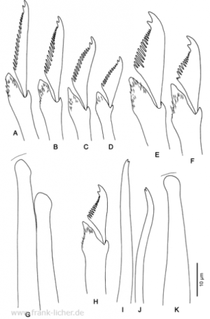 Abb. 59: Typosyllis kerguelensis Averincev, 1972