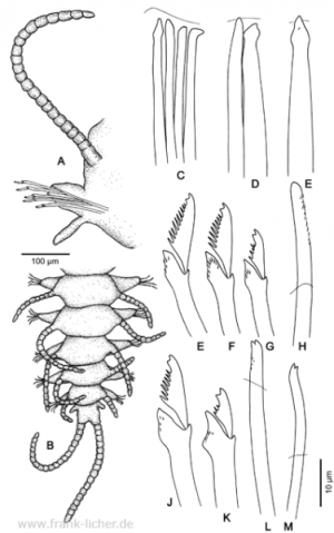 Abb. 48: Typosyllis taiwanensis Licher, 1999  sp. nov.